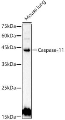 Western Blot: Caspase-4 Antibody [NBP3-05650] - Analysis of extracts of Mouse lung, using Caspase-4 antibody (NBP3-05650) at 1:500 dilution. Secondary antibody: HRP Goat Anti-Rabbit IgG (H+L) at 1:10000 dilution. Lysates/proteins: 25ug per lane. Blocking buffer: 3% nonfat dry milk in TBST. Detection: ECL Basic Kit. Exposure time: 30s.